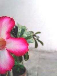 Close-up of pink rose