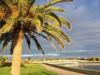 Palm trees on field against sky