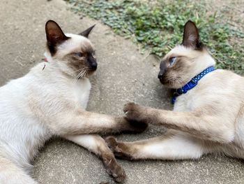 High angle view of cats lying down