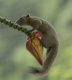 Close-up of squirrel on branch