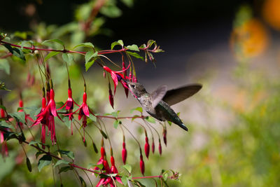 Close-up of butterfly pollinating on flower