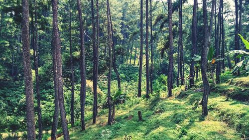 Trees in forest