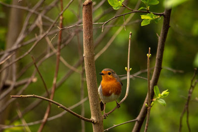 Close-up of bird perching on branch