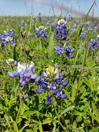 Close-up of purple flowering plants on field