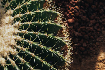 Close-up of succulent plant