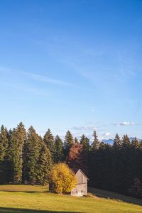 Trees on field against blue sky