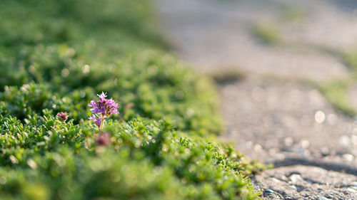 Close-up of purple flowering plant on field