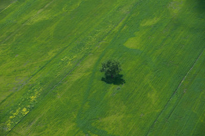 High angle view of agricultural field