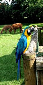 Close-up of parrot perching on tree