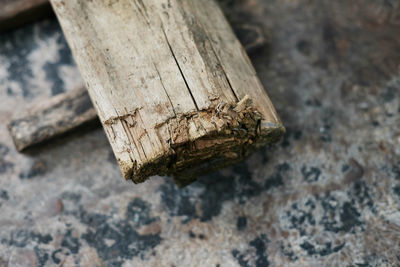 High angle view of insect on wood