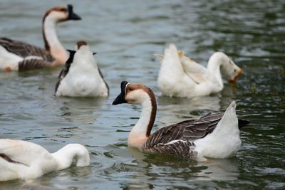 Swans in lake