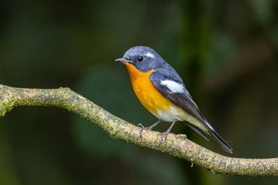 Close-up of bird perching on branch