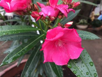 Close-up of wet pink flowers blooming outdoors