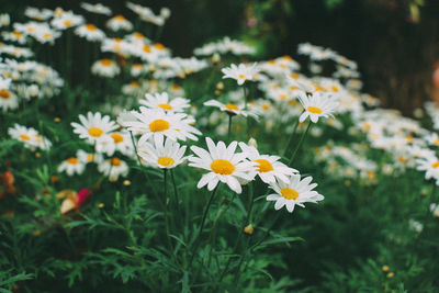 Close-up of white daisy flowers on field