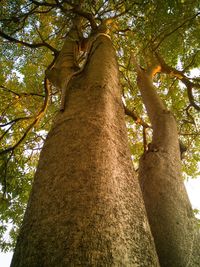 Low angle view of tree trunk in forest