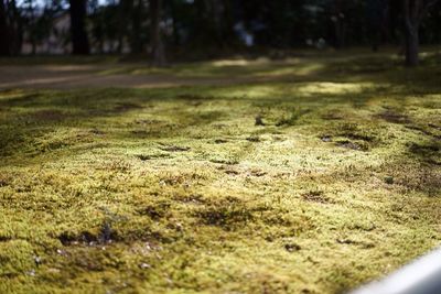 Trees on grassy field