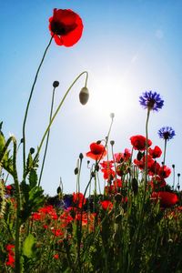 Close-up of red poppy flowers on field against sky