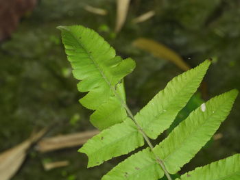 Close-up of green leaves