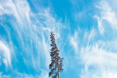 Low angle view of tree against blue sky