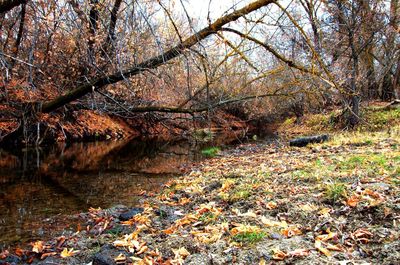 Trees in autumn