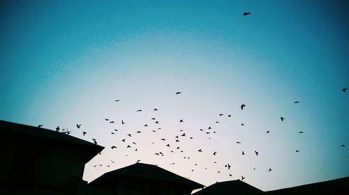 Low angle view of silhouette birds flying against clear sky