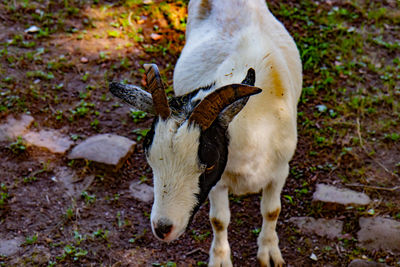 animal