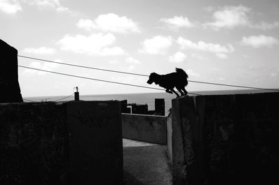 Close-up of horse against cloudy sky