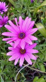 Close-up of pink flower