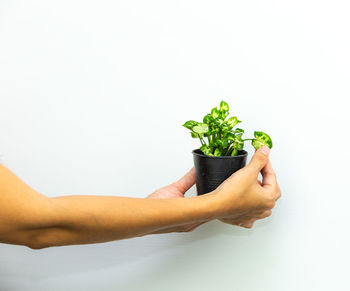 Midsection of person holding potted plant against white background