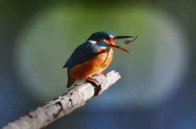 Close-up of bird perching on branch