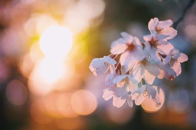 Close-up of cherry blossom