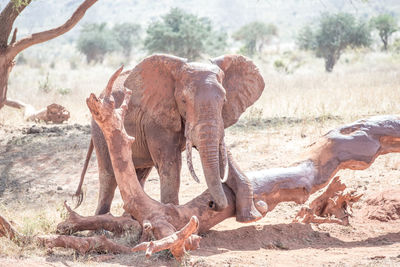 View of elephant on field