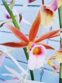 Close-up of flowers