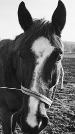 Close-up of a horse in the field