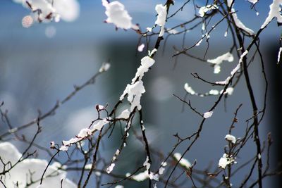 Close-up of cherry blossom during winter