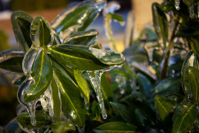 Close-up of wet plant leaves