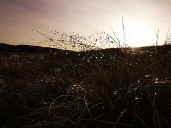 Close-up of grass on field against sky during sunset