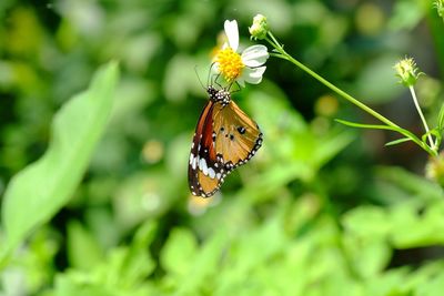 Close-up of butterfly pollinating on flower