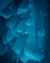 Close-up of jellyfish swimming in sea