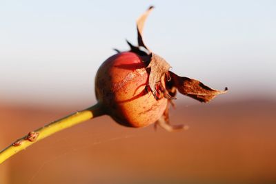 Macro shot of insect on fruit