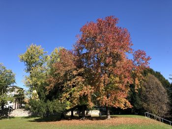 Autumn tree in park against clear blue sky