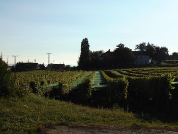 Scenic view of agricultural field against clear sky