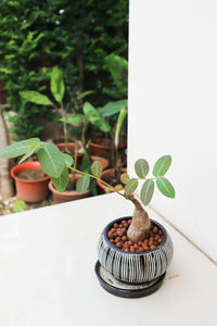 Close-up of potted plant on table