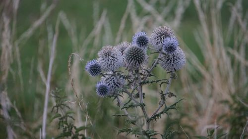 Close-up of thistle flowers on land