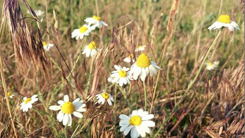 Close-up of white daisy flowers in field