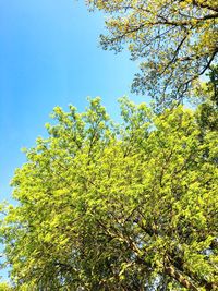 Low angle view of tree against blue sky