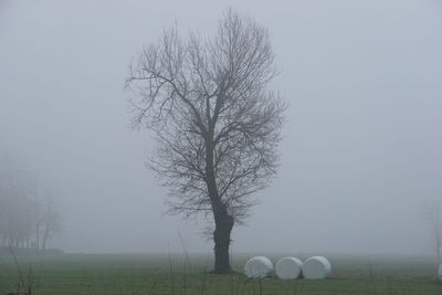 Bare tree on field against sky