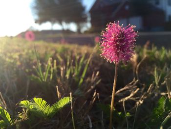 Close-up of pink flowers blooming in field