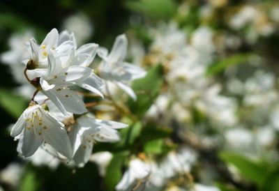 Close-up of white flowering plant