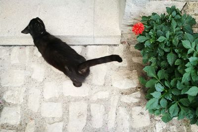 Black dog on flower plant